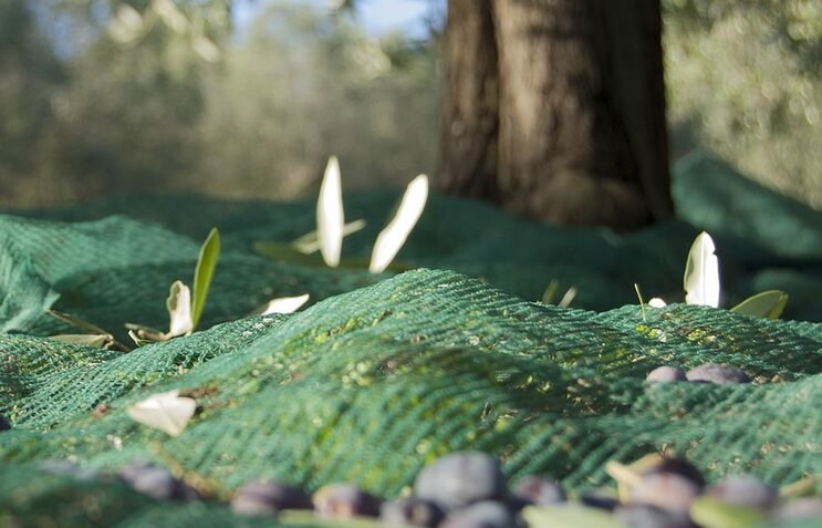 olive sopra la rete di raccolta